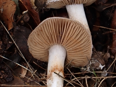 Cortinarius causticus