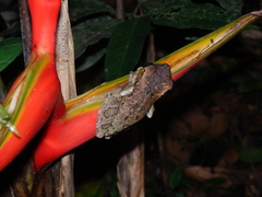 Osteocephalus taurinus