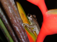 Osteocephalus taurinus