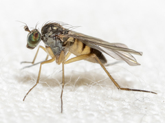 Dolichopodidae