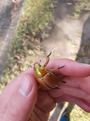 Anoplognathus viriditarsis