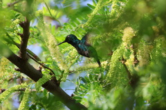 Chlorostilbon mellisugus