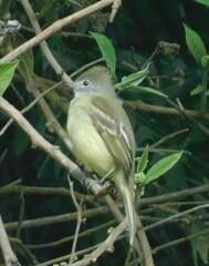 Elaenia flavogaster