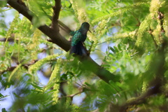 Chlorostilbon mellisugus