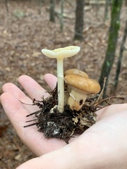 Suillus salmonicolor