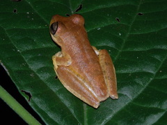 Boana fasciata