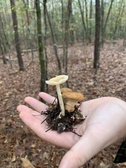 Suillus salmonicolor