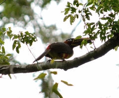 Pteroglossus castanotis