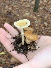 Suillus salmonicolor