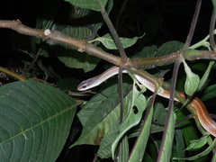 Mastigodryas boddaerti