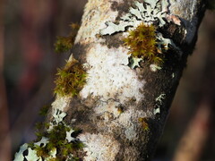 Pertusaria leioplaca