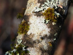 Pertusaria leioplaca