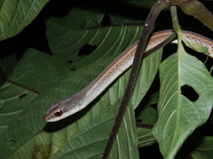 Mastigodryas boddaerti