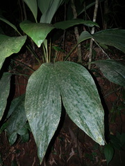 Asplundia brachyphylla