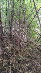 Bambusa stenostachya