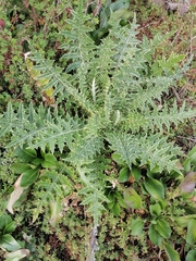 Cirsium ehrenbergii