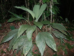 Asplundia brachyphylla