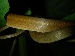 Mastigodryas boddaerti