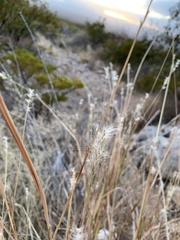 Bothriochloa barbinodis