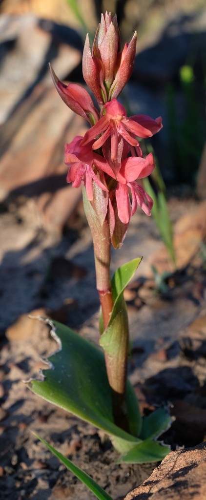 Satyrium coriifolium × erectum