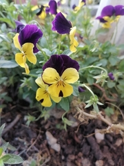 Viola tricolor