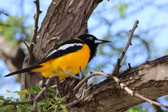 Icterus icterus