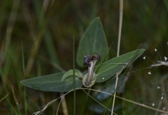 Aristolochia angustifolia