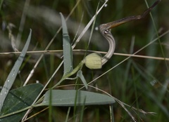 Aristolochia angustifolia