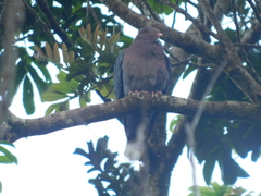 Patagioenas flavirostris