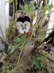 Viola tricolor