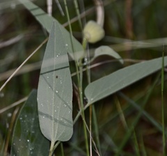 Aristolochia angustifolia