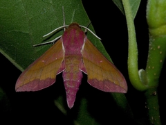 Deilephila porcellus