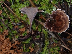 Thelephora caryophyllea