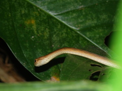 Thamnodynastes pallidus