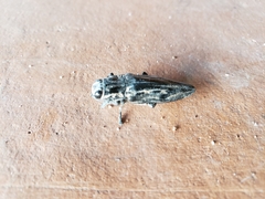Chalcophora mexicana