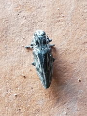 Chalcophora mexicana