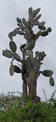 Opuntia galapageia