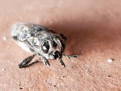 Chalcophora mexicana