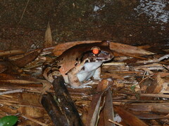 Leptodactylus knudseni