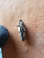 Chalcophora mexicana