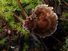 Thelephora caryophyllea