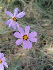 Cosmos bipinnatus