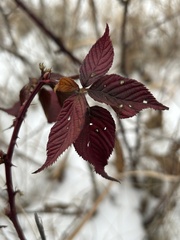 Rubus rosa