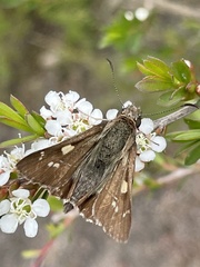 Hesperilla donnysa