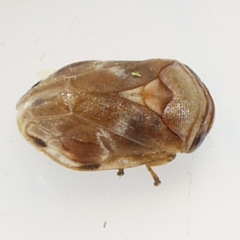 Clastoptera obtusa