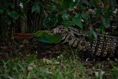 Pyrrhura frontalis