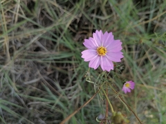 Cosmos bipinnatus