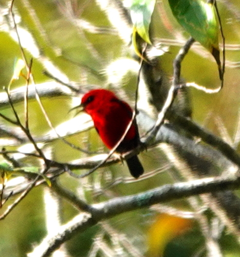 Wakolo Myzomela (Myzomela wakoloensis), photo 2