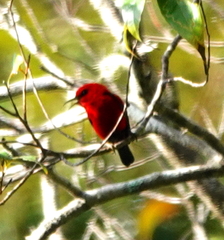 Myzomela wakoloensis wakoloensis