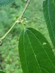 Trema micrantha